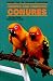 Taming and Training Conures