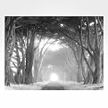 Into The Light Canvas