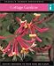 Cottage Gardens: Instant Reference to More than 250 Plants by David Squire