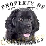 Newfoundland BLACK Property Of Adult T Shirt
