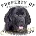 Newfoundland BLACK Property Of Adult T Shirt