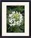 Framed Prints of Cleome Spider flower (white) from Ros Drinkwater