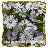 Swamp Aster (Aster puniceus) Jumbo Wildflower Seed Packet - 2000 Seeds