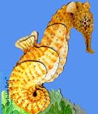 Portable Pets: Seahorse (Portables)