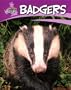 Badgers (British Wildlife)