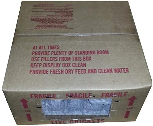 100 Live Extra Small (1/8") Crickets (Acheta Domesticus)