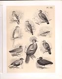 10 SPECIES DOVE SCIENCE OF BIRDS 1878 JASPER