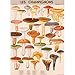 Cavallini Decorative Paper - Mushrooms 20