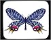 Mouse Pad with insect, glory, butterfly, bhutan