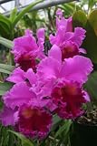 Blc. Amy Wakasugi `Yamanashi' BM/JOGA Cattleya Orchid Plant