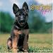 German Shepherd Puppies 2008 Wall Calendar
