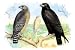 Art Poster, Red Shouldered Hawk or Buzzard, American Rough-Legged Hawk - 27.5 x 18.75