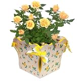 Live Plant - Yellow Ribbon Box 4 Inches - with Roses