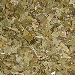 yerba mate tea