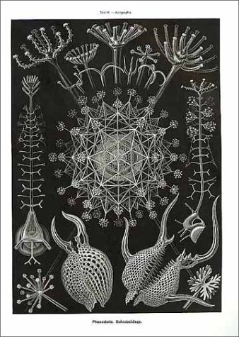 Art Forms in Nature: The Prints of Ernst Haeckel (Monographs) under Natural History in The Books Store