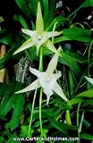 Angraecum sesquipedale