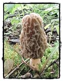 Rainbow Seeds® GROW YOUR OWN FRESH MOREL MUSHROOMS ~ EASY GROW KIT ~