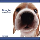 Beagle Dog 2009 Wall 12''x12'' Calendar by THE DOG Artlist Collection