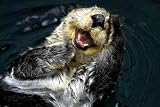 Sea Otter (enhydra Lutris) - 24