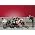 Thumbnail image of Glee Cast