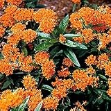 Butterfly Bush - Butterfly Flower
