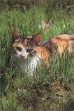 Cats Up Close (Tiny Folios)