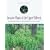 Invasive Plants of the Upper Midwest: An Illustrated Guide to Their Identification and Control