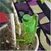 Outdoor Living : Medium Plant Watcher Automatic Plant Waterer