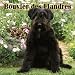 Bouvier Des Flandres 2006 Calendar