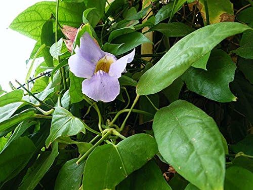 Blue Trumphet Vine Tea.