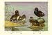 Art Poster, Australian White-Eyed and Southern Pochard Ducks - 27.5 x 18.75