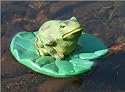 Frog On Lily Pad