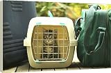 Box Canvas Print of CAT - Tabby Kitten in cat basket from Ardea