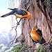 PROTHONOTARY WARBLER Garden Bird GIANT 5.5 Inch art decor REFRIDGERATOR MAGNET