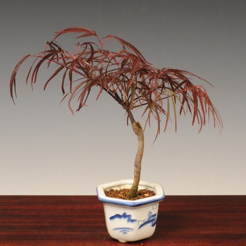 小品盆栽：七五三もみじ（赤）