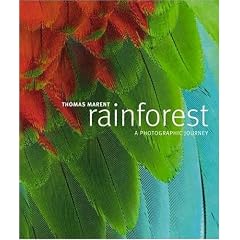Rainforest