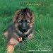 German Shepherd Puppies 2009 Wall Calendar 12 X 12