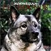 Book Norwegian Elkhounds 2004 Calendar