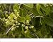 Photographic Prints of White Mangrove - in flower from Ardea Wildlife Pets