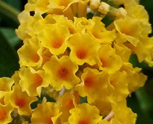 Honeycomb Butterfly Bush (Buddleia weyeriana) Live Herb Plant Honeycomb Butterfly Bush (Buddleia weyeriana) Live Herb Plant