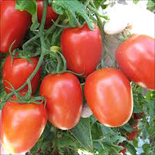 TOMATO, ROMA TOMATO SEED, ORGANIC, NON- GMO, 25 SEEDS PER PACKAGE TOMATO, ROMA TOMATO SEED, ORGANIC, NON- GMO, 25 SEEDS PER PACKAGE