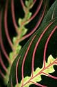 Red Prayer Plant - Maranta - Easy to Grow House Plant - 4" Pot