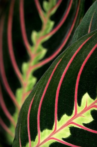 Red Prayer Plant - Maranta - Easy to Grow House Plant - 4