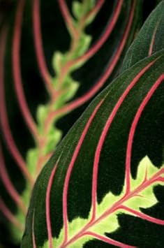Red Prayer Plant - Maranta - Easy to Grow House Plant - 4" Pot - Easter Plant