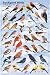 Backyard Birds of North America Deluxe Laminated Poster