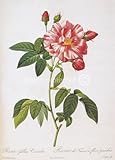 IMAGE OF French Rose Rose Redoute Vintage Botanical Poster