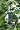 Brome 1055 Squirrel Buster Mini