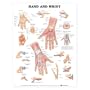 Hand and Wrist Anatomical Chart