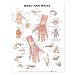 Hand and Wrist