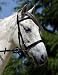 jw reitsport Gebisslose Trense schwarz